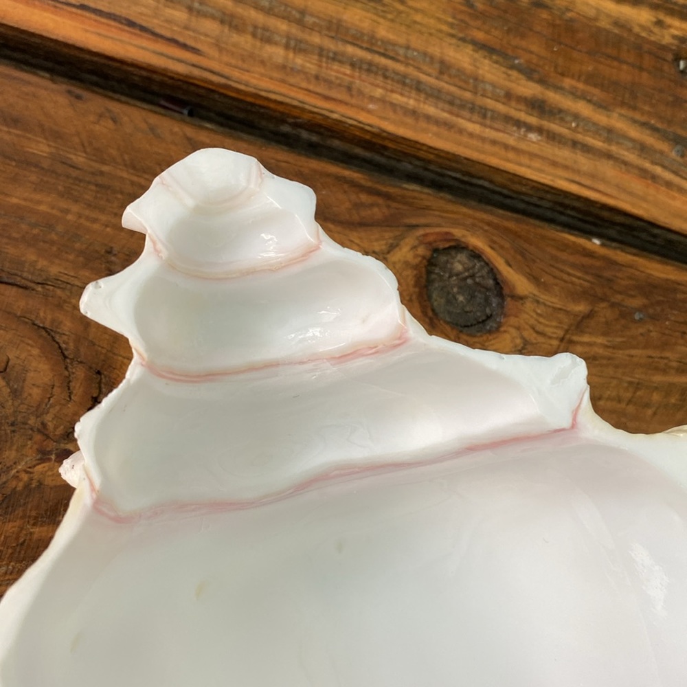 Caribbean Conch Real  Shell  Footed Bowl - Picture 8 of 9